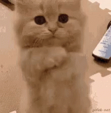 Praying cat